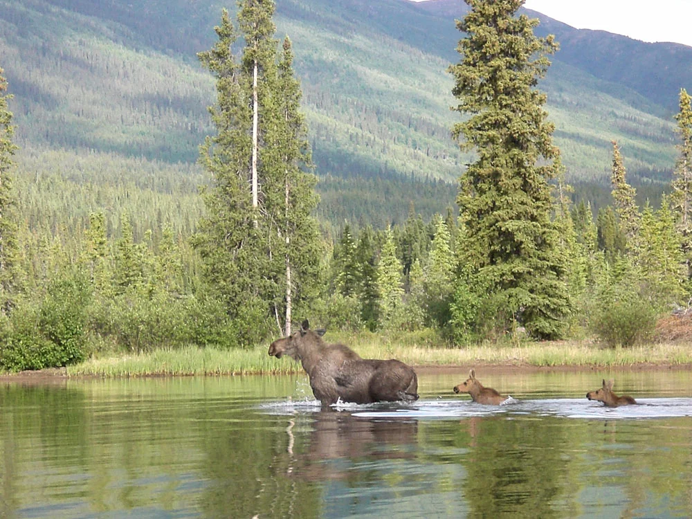 Yukon version of a pace line.