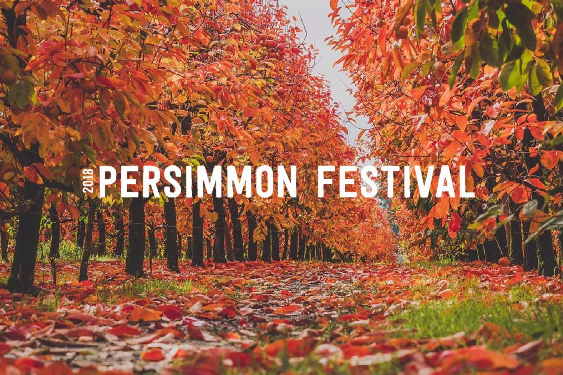 Persimmon Season 2018