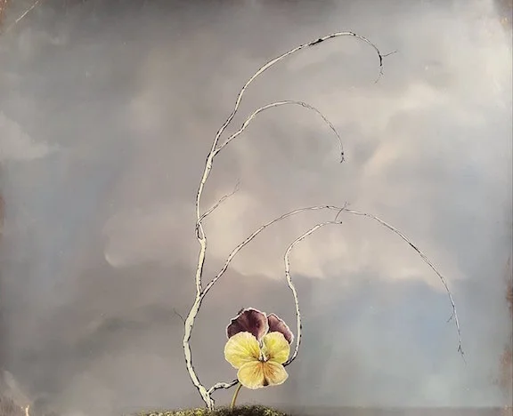    “pansy pretty…”    11"×14" unframed  Oil on primed 140 lb watercolour paper  2017  . 