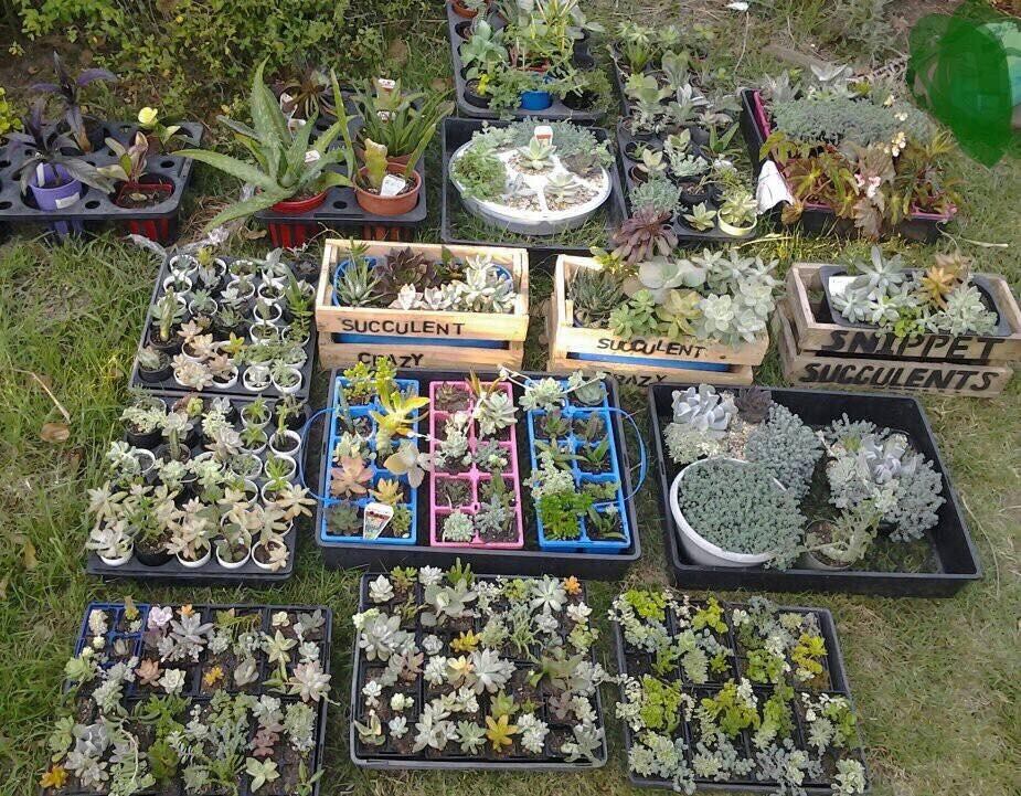 Marie's_Snippet_Succulents.jpg
