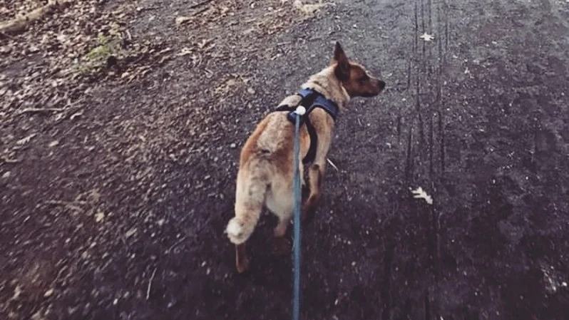 Instagram_simple_doggy_62650444_624166884769225_6179291429708762730_n.jpg