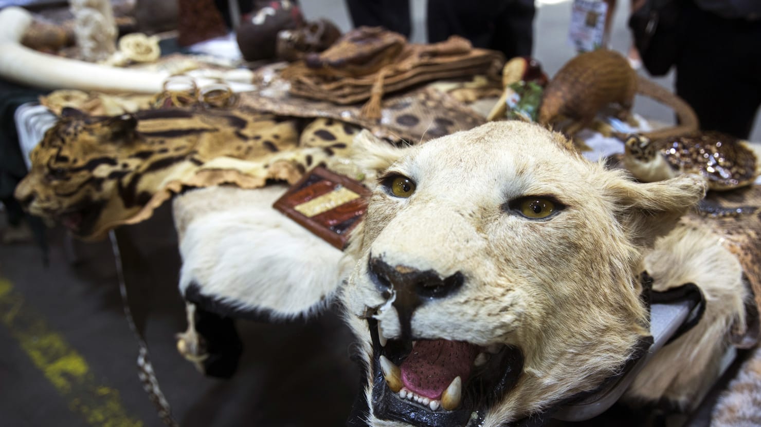 The $10 Billion Pet Cheetah and Chimp Industry - The Daily Beast