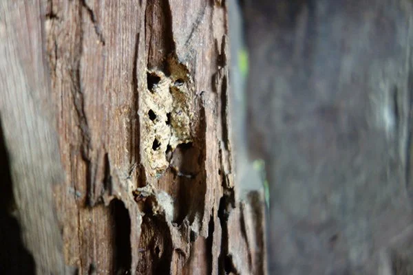 Types Of Inspections — Guardian Building and Termite Inspections Perth