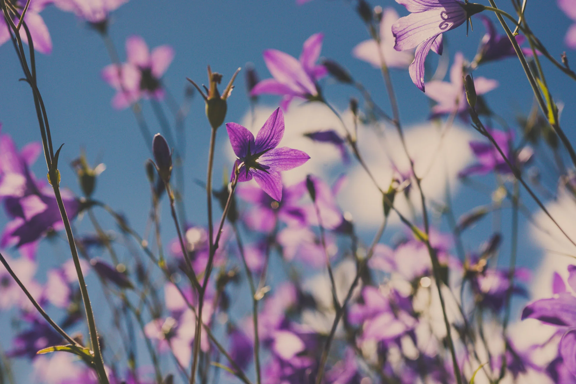 Naturfotografie-3.jpg