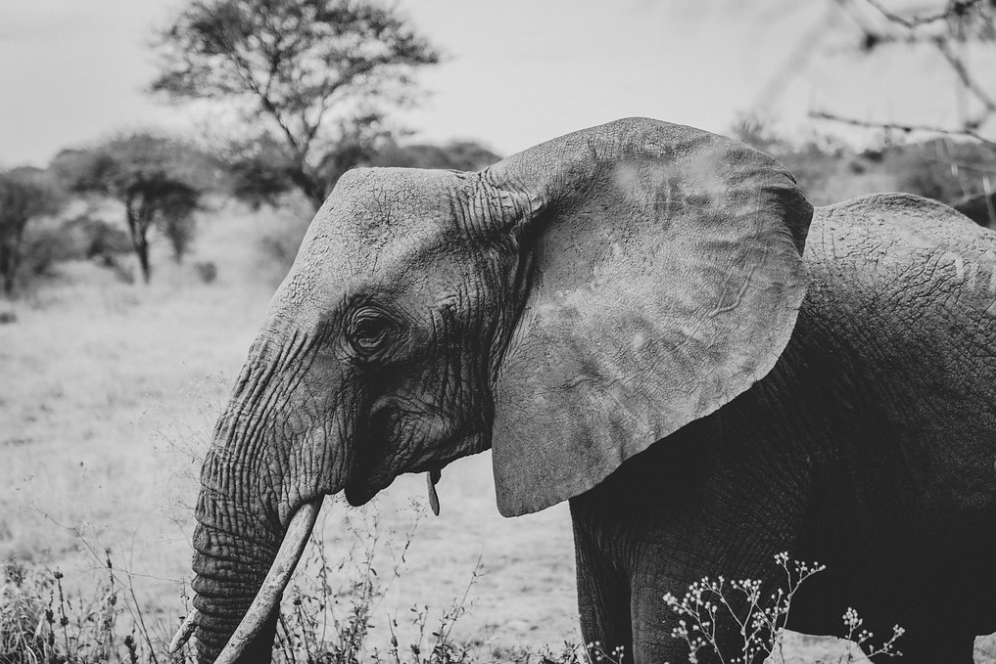 elefant, afrika