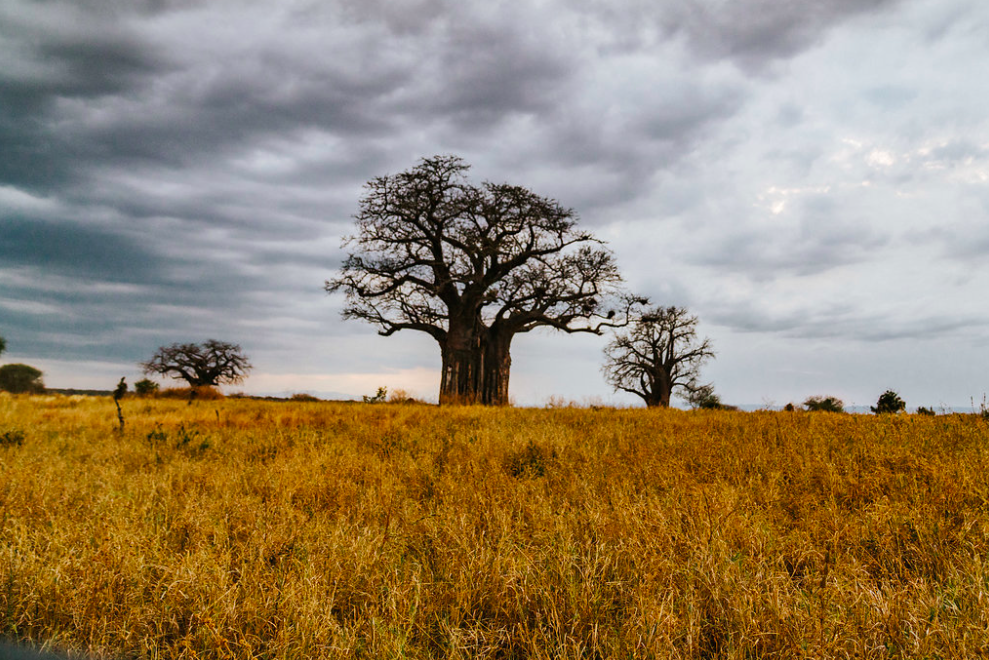 afrika, tansania