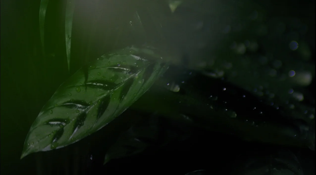 JUNGLE ZOO LEAVES jpeg .jpg