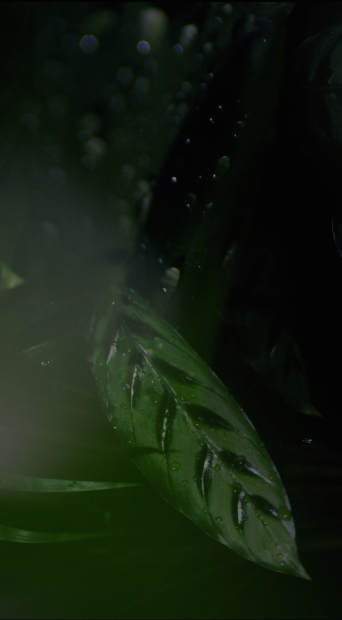 JUNGLE ZOO LEAVES 2 jpeg .jpg