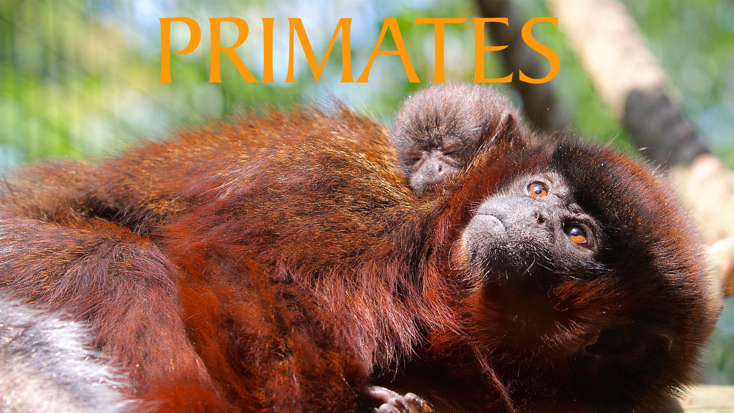 PRIMATES.jpg