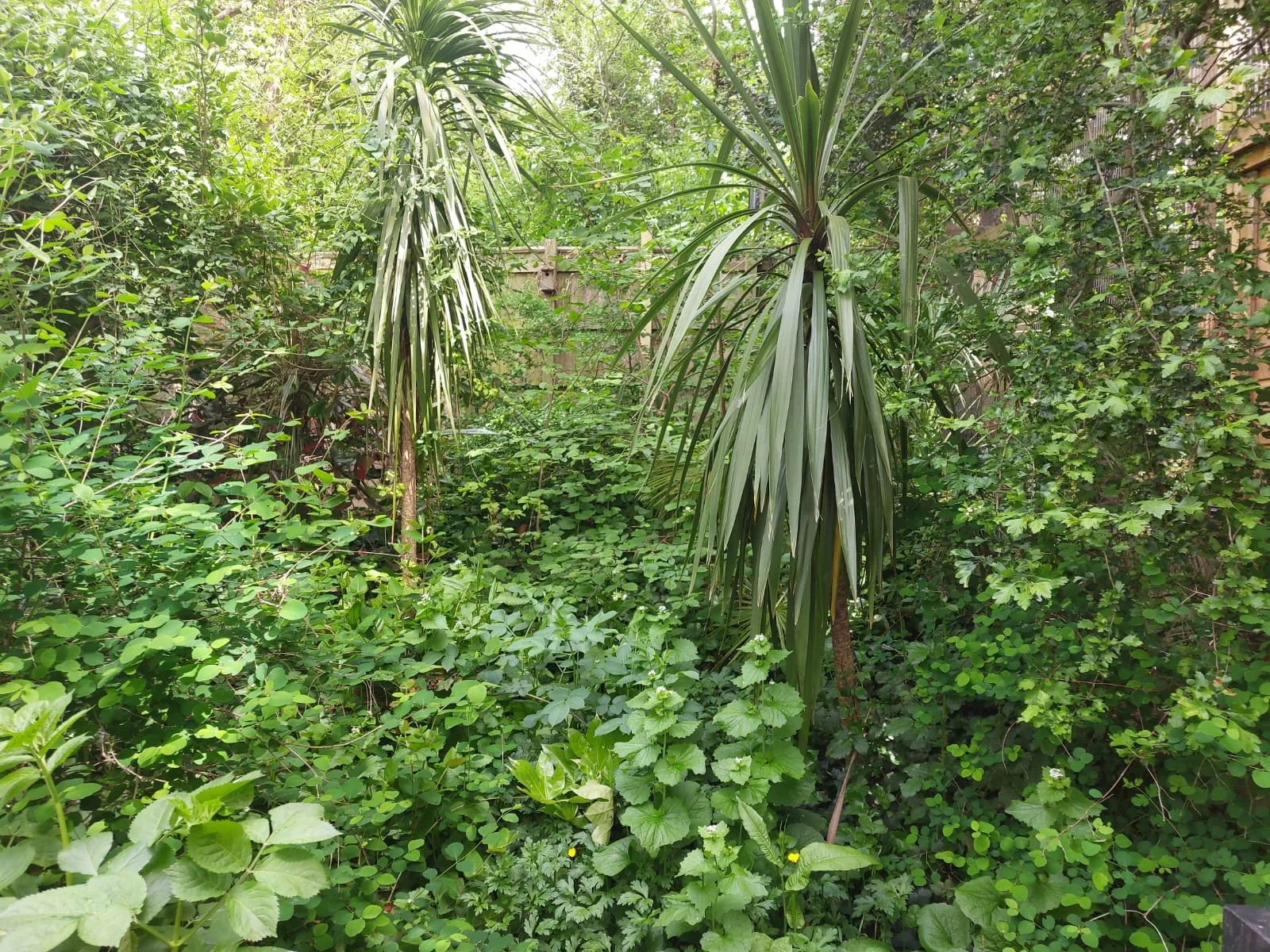 The unused land Before on site