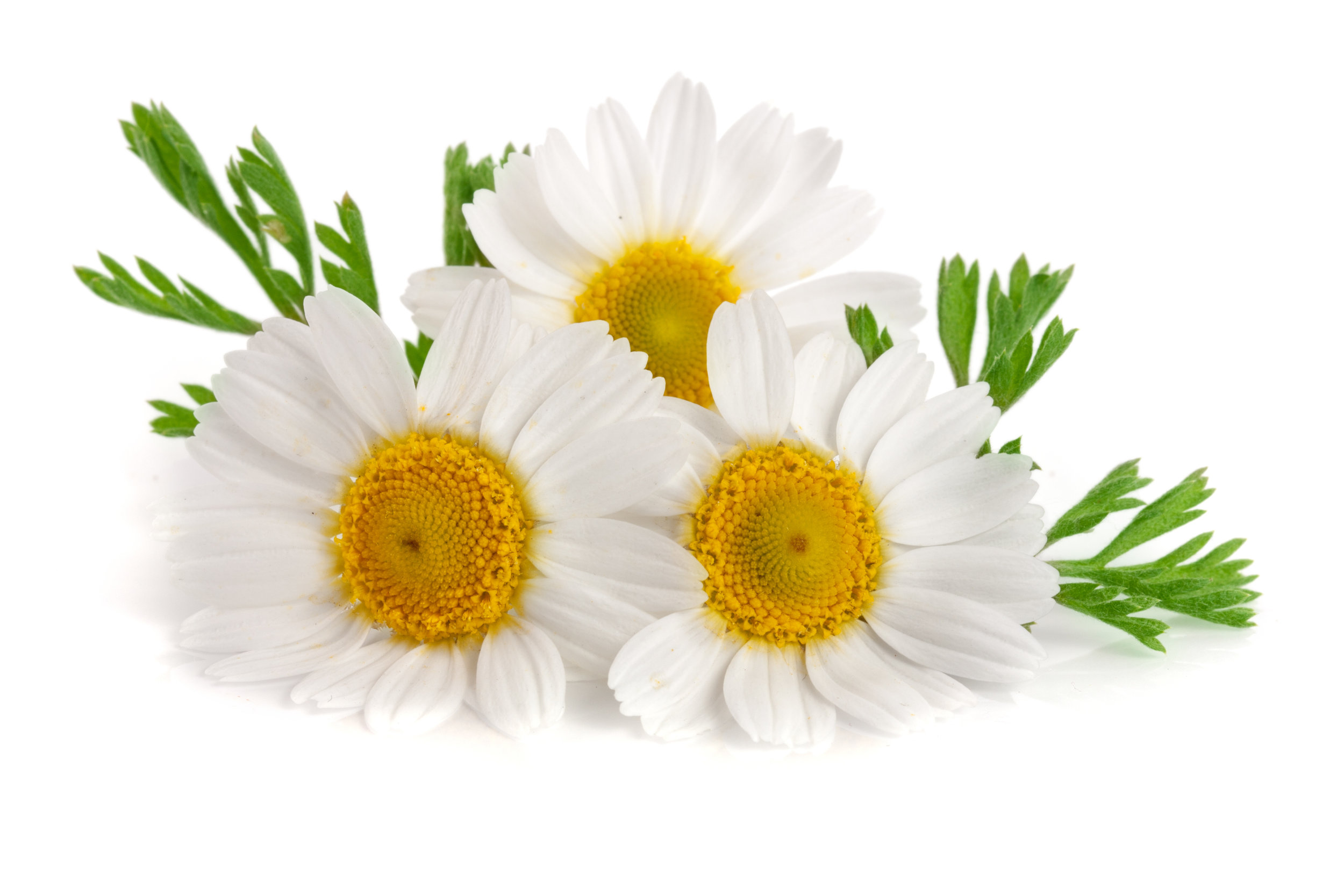 Chamomile flower