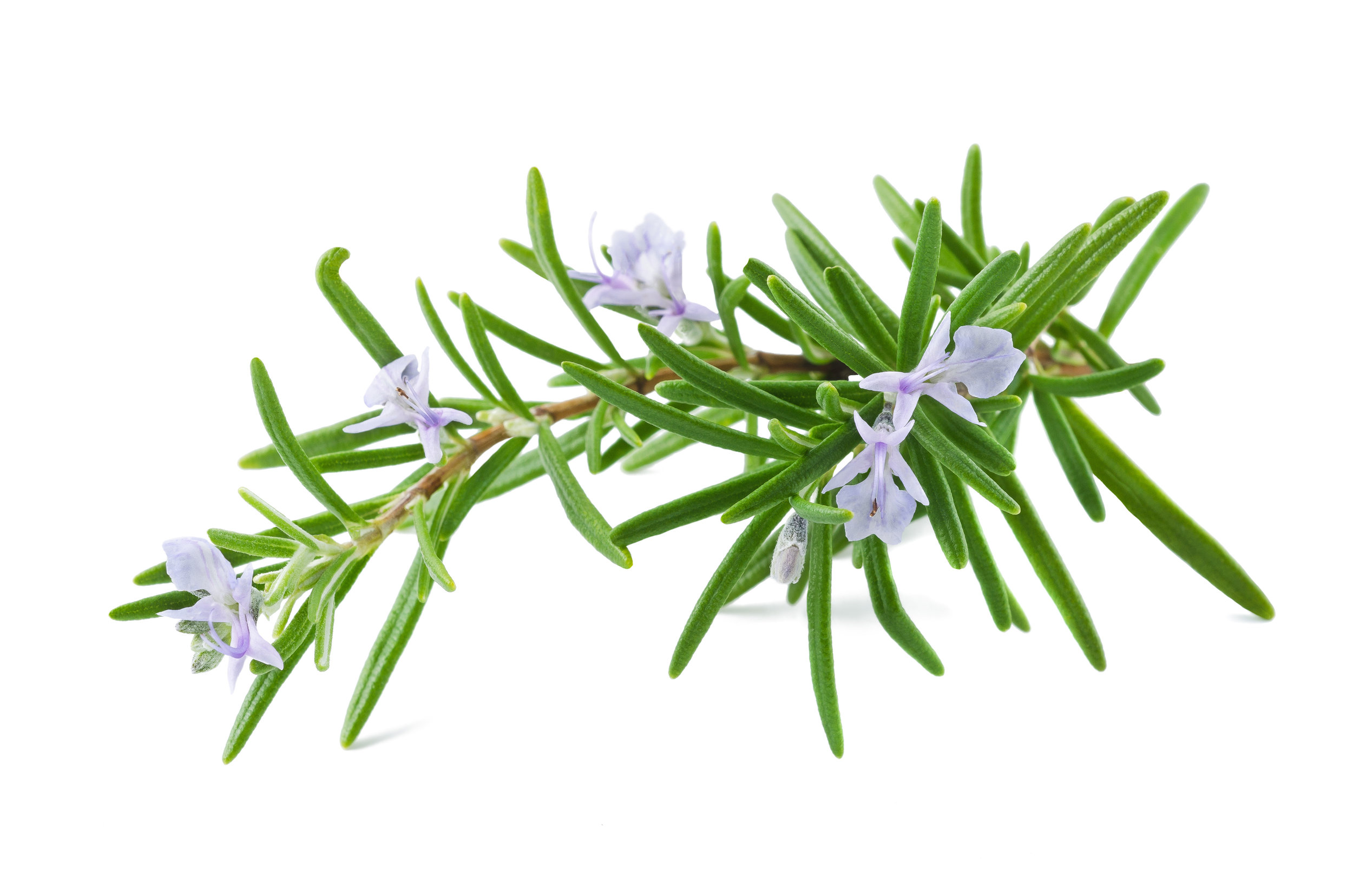 Rosemary flowers