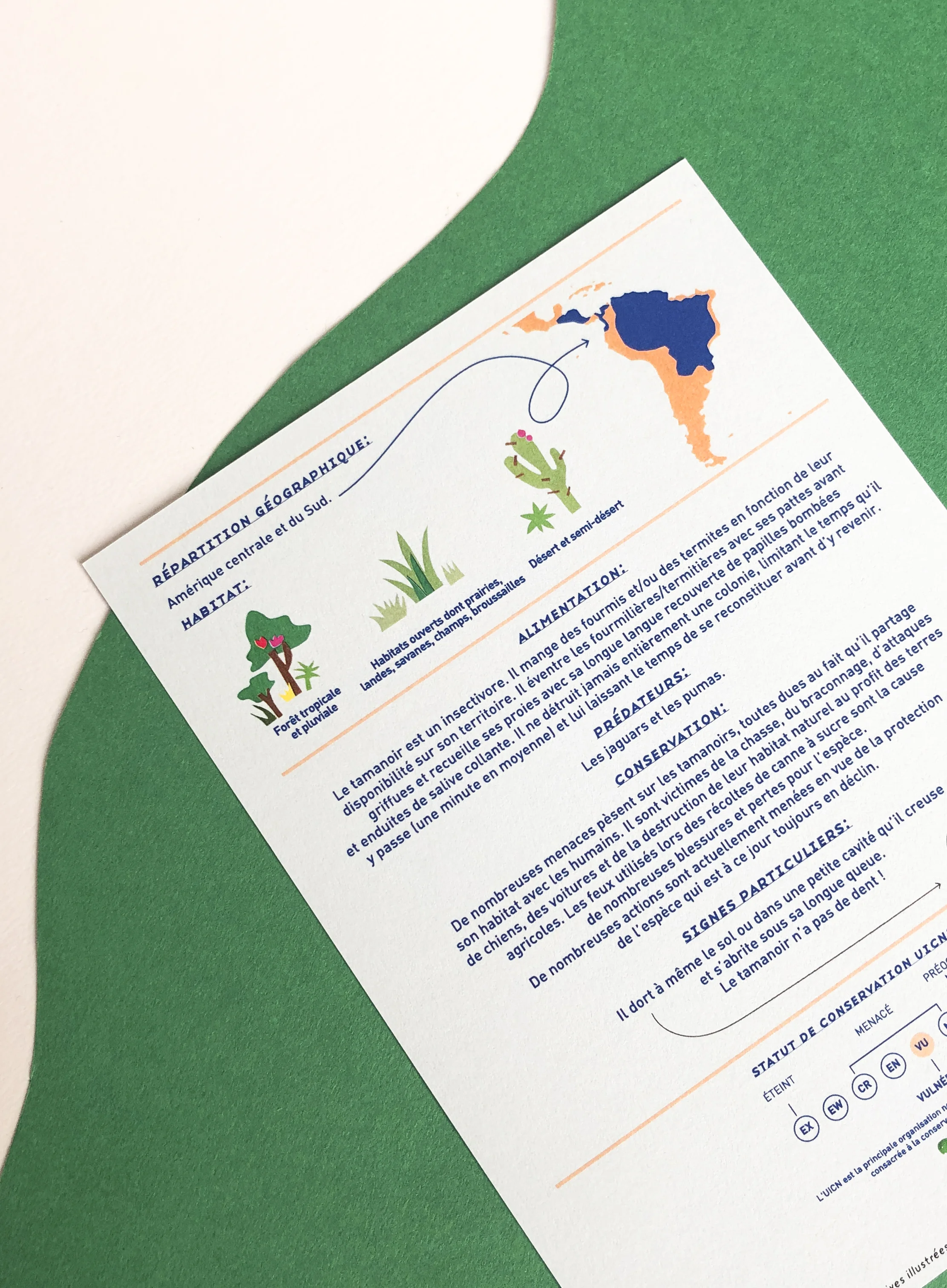 Kakapo Paris / Fiche informative illustrée / Le Tamanoir / animaux rares made in France éco-reponsable artisanat français amérique latine