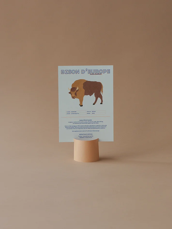 Le bison d'Europe - Les fiches sur les animaux rares de Kakapo - Info et illustration sur le bison bonasus - Kakapo Paris - Marque responsable - Made in France