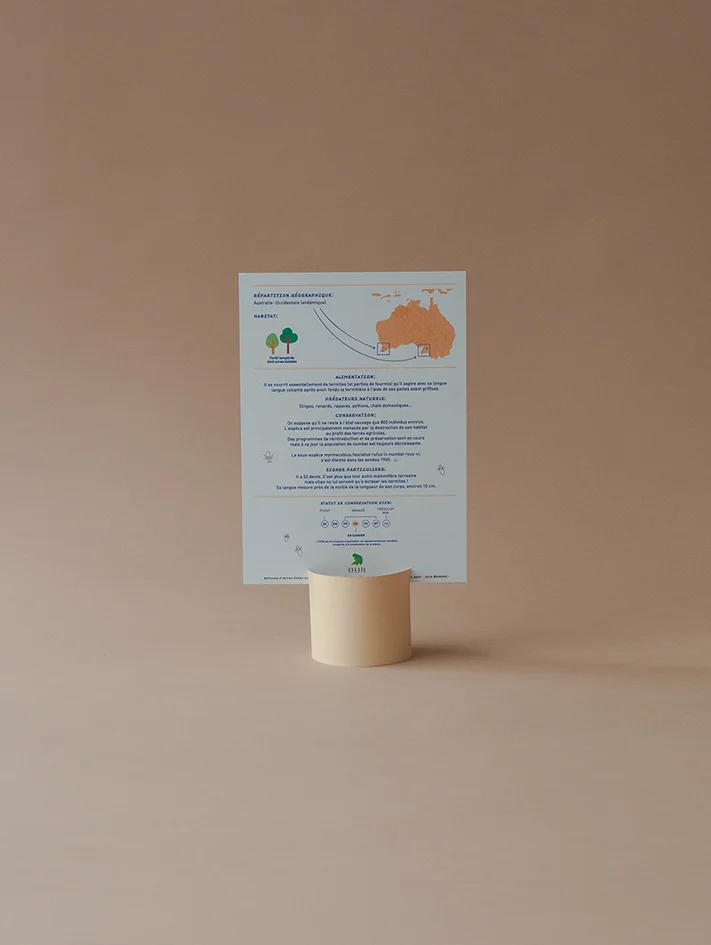 Le numbat - Les fiches sur les animaux rares de Kakapo - Info et illustration sur le Myrmecobius fasciatus - Kakapo Paris - Marque eco-responsable -Made in France - Fait à Paris