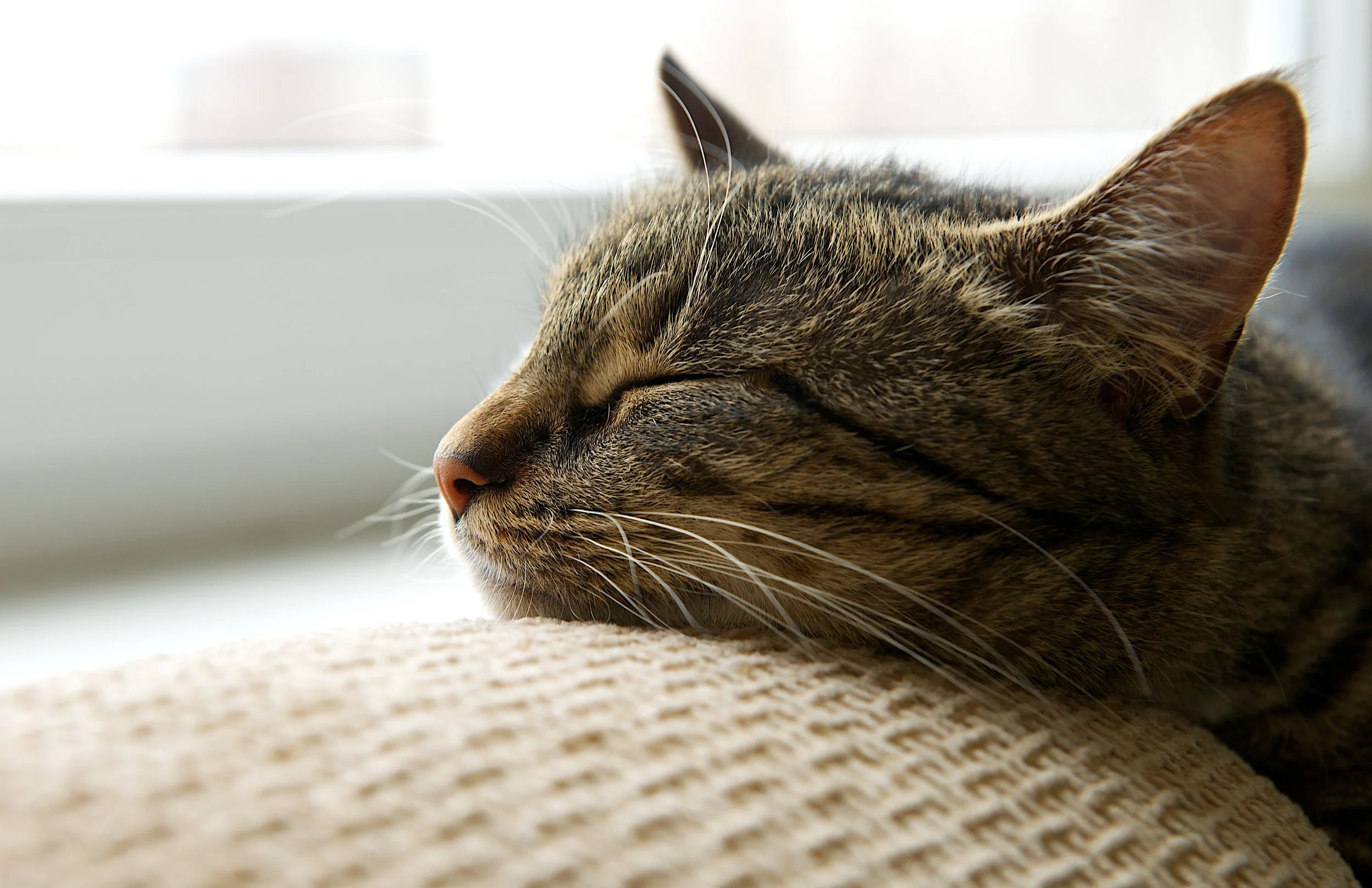 Cuddle2.jpg