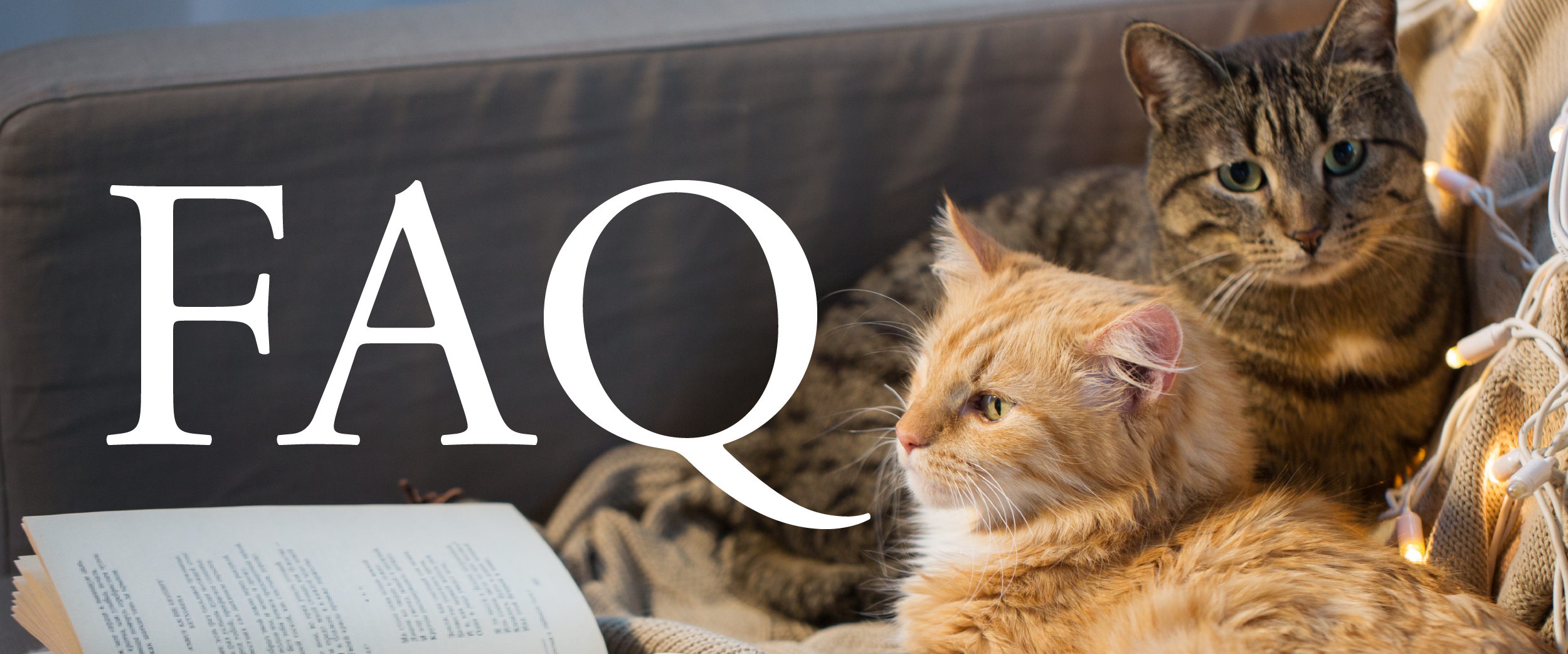 Cattery_Web_Banners-01.png