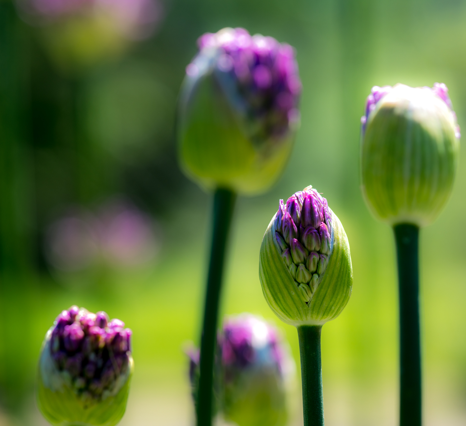 ▲Budding