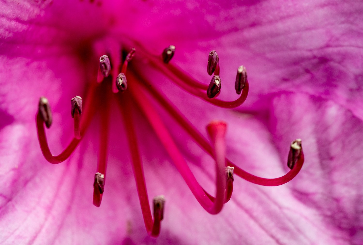 ▲Lily The Pink