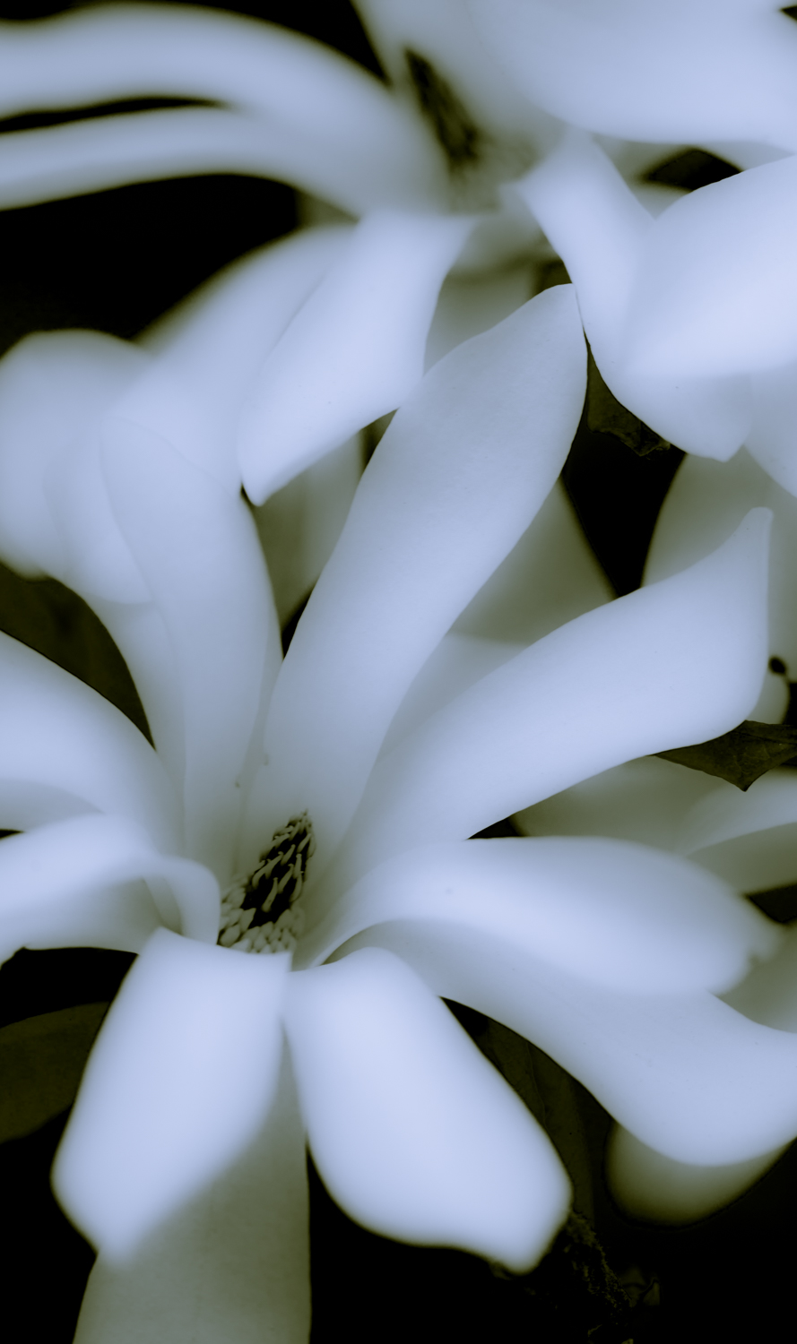 ▲Magnolia Glow