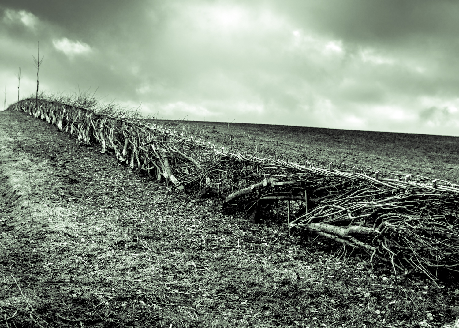 ▲Laid Hedge
