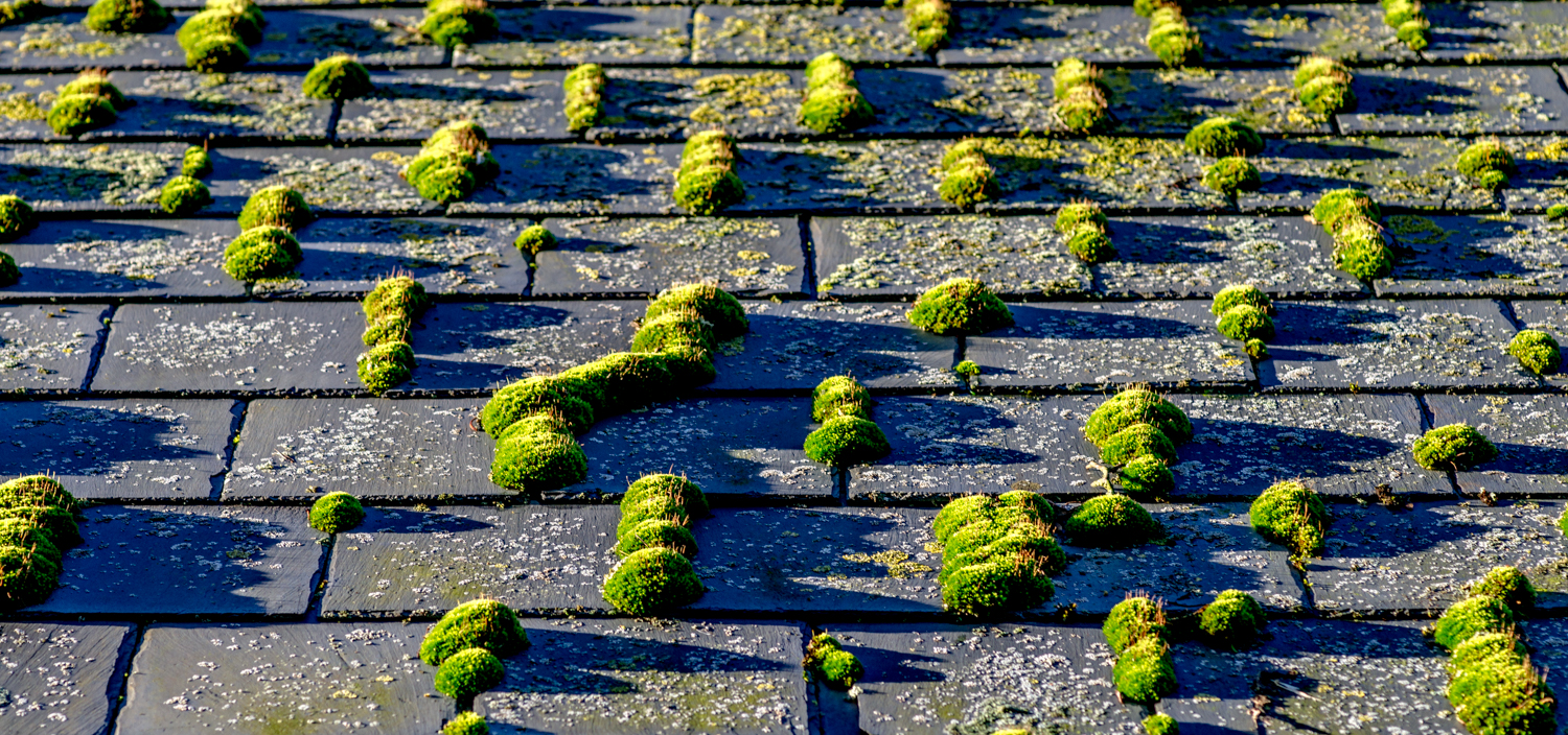 ▲Moss Town