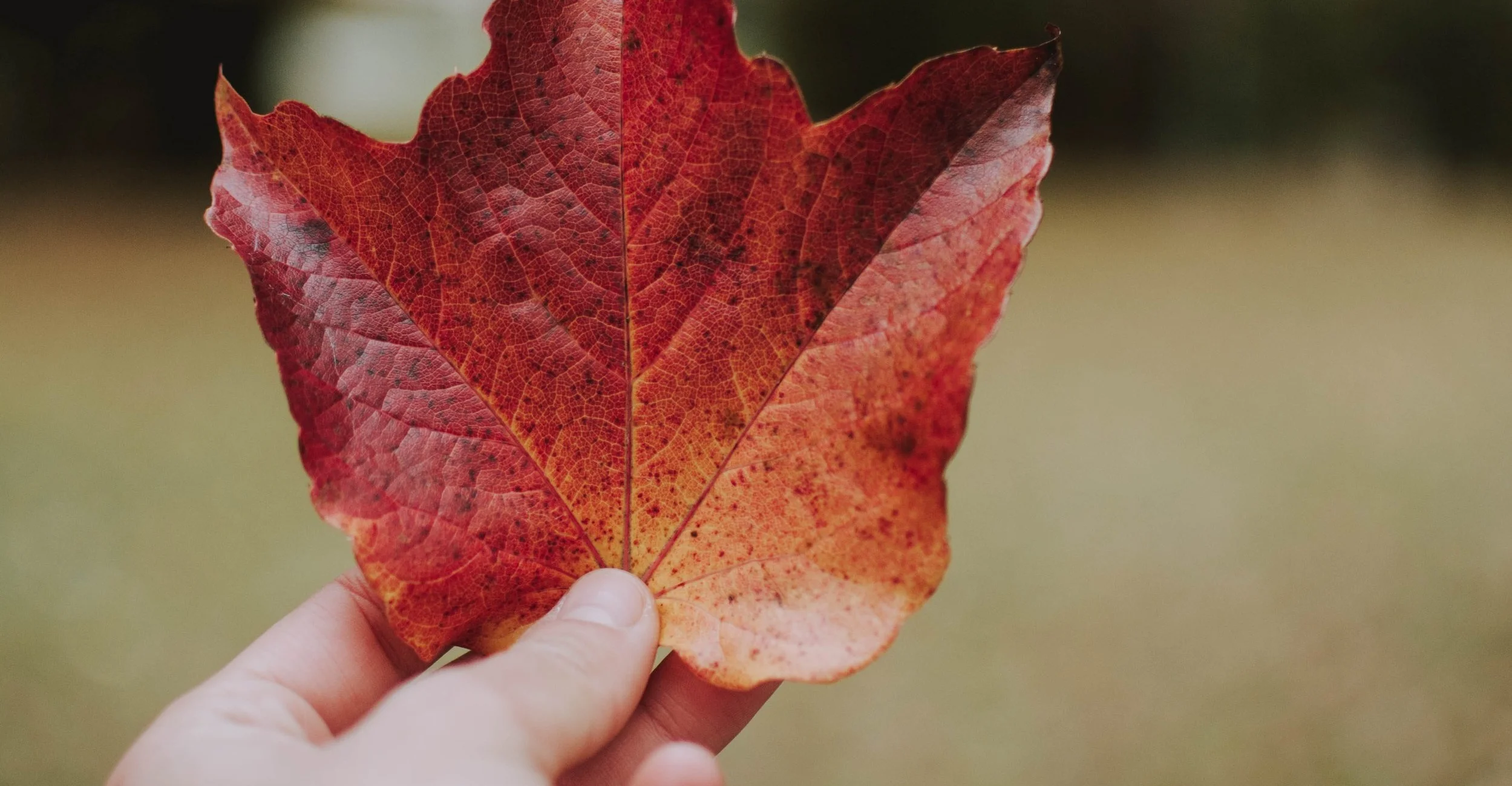 autumn-blur-canada-1563524.jpg