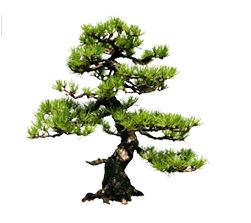 Pine-tree.jpg