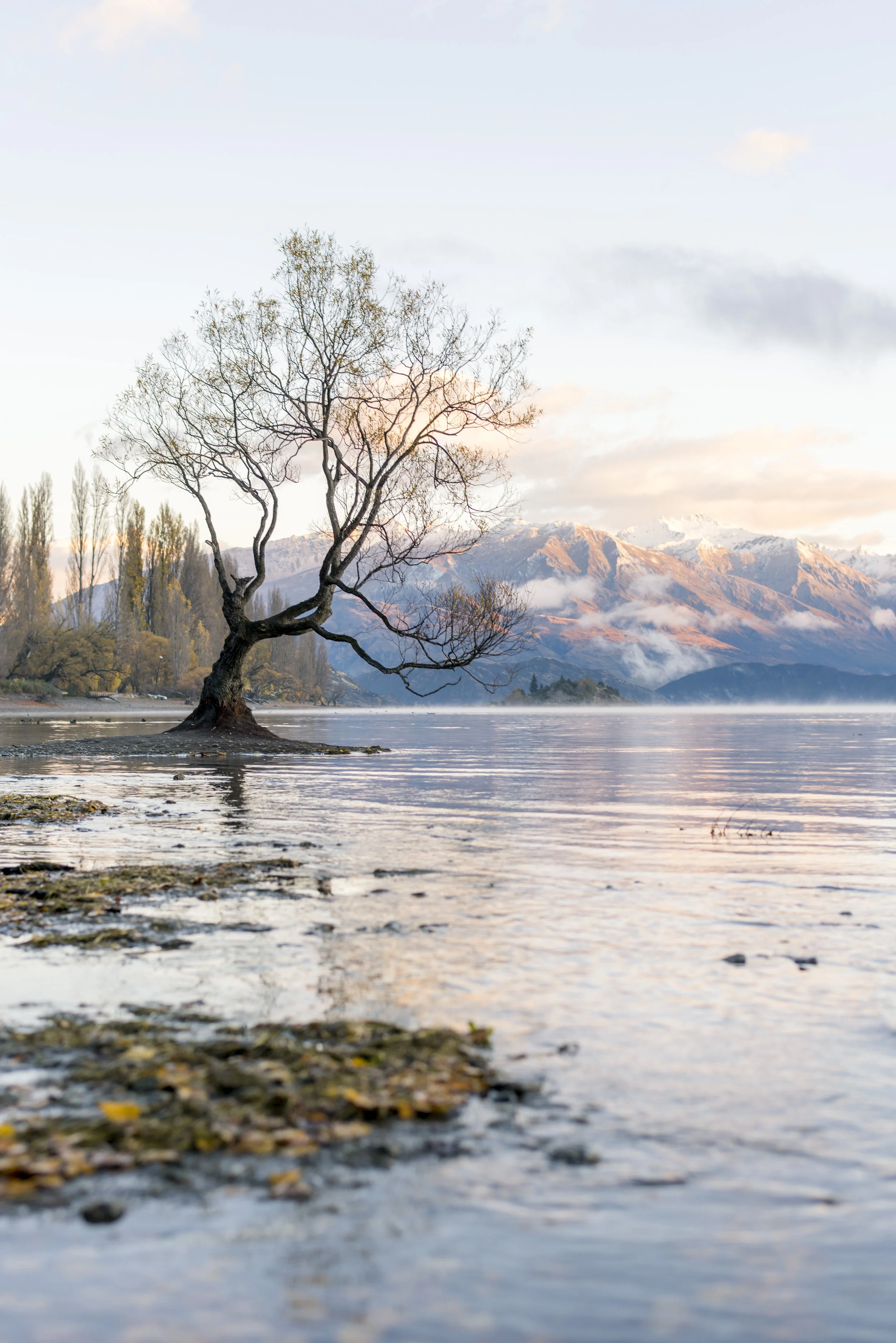 NZ11.jpg