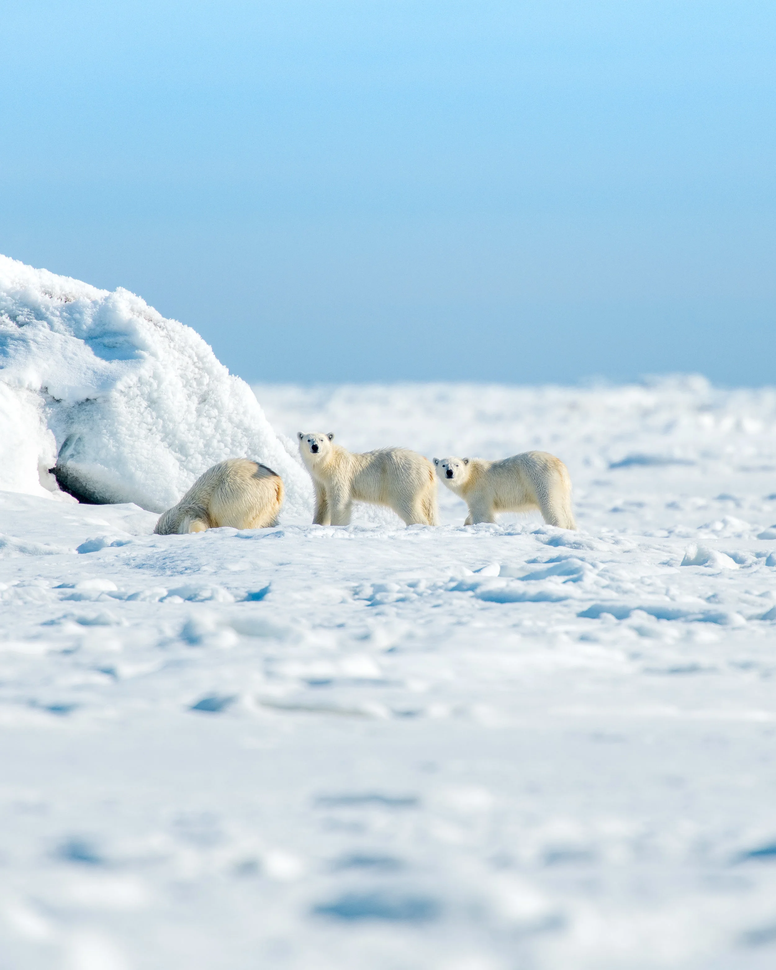 The Svalbard expedition with natural world safaris