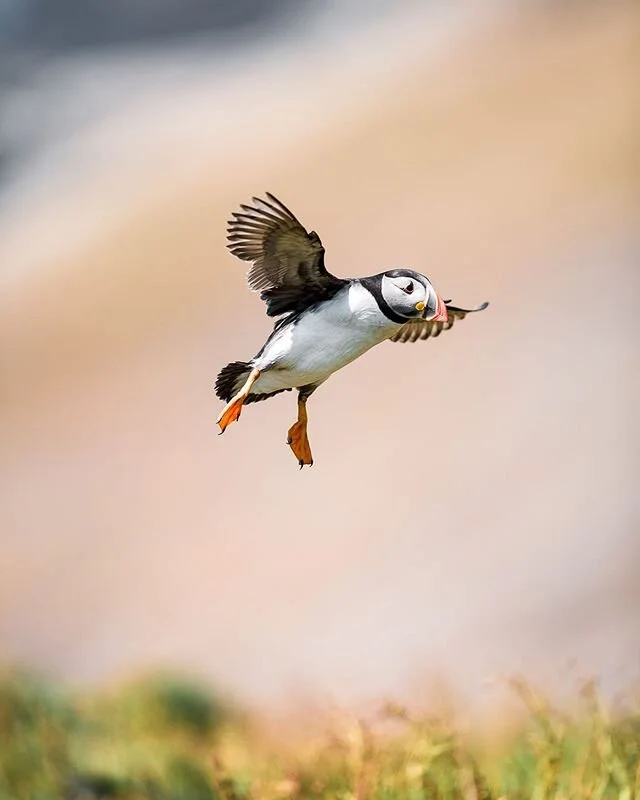 Crash landing👀
400mm 2.8 | 1/3200 | F/2.8 | Iso 100