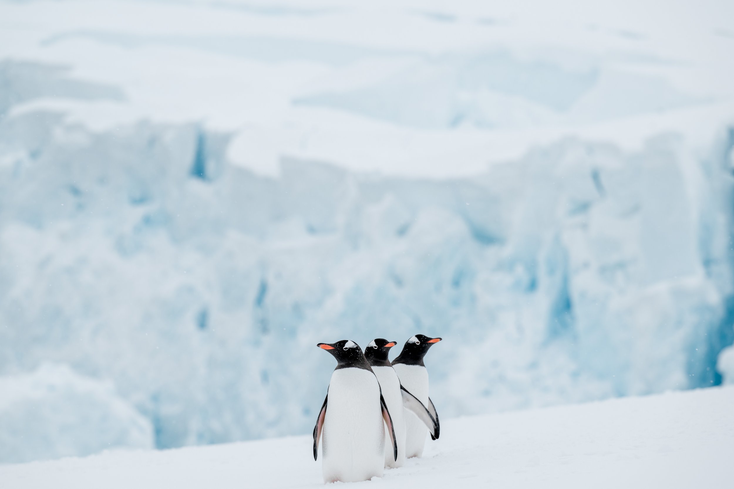 Chile and Antarctica photographing+video for Lindblad expedition on the National Geographic Explorer.  