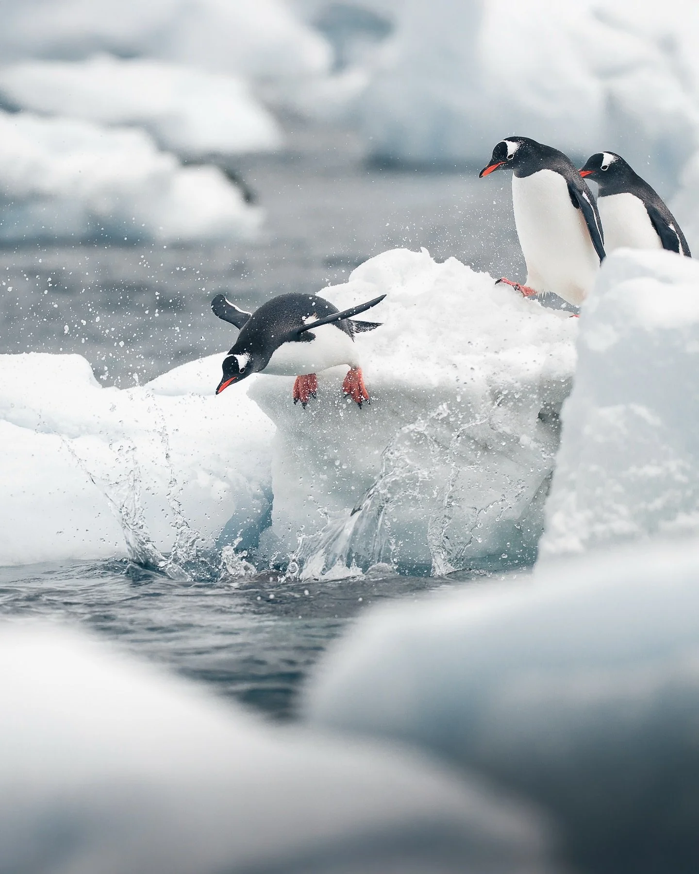Heading back🥳🇦🇶

Excited to be heading back to Antarctica with @lindbladexp , this time with stops in the Falkland islands and South Georgia. Two places I&rsquo;ve wanted to visit for ages!🙏🏼

#antarctica #penguins #snow #travel
#landscapephotog