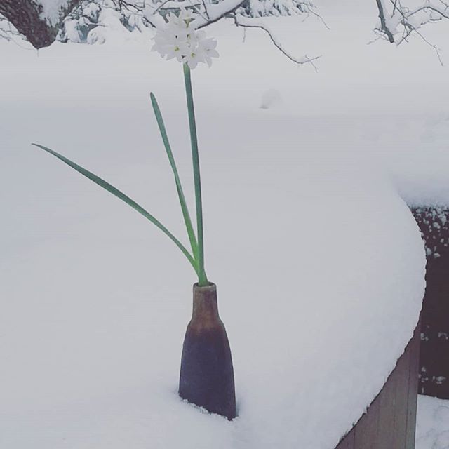 It's Winter.  A good vase for the lanky narcissis.  #winter #flowers #ceramics