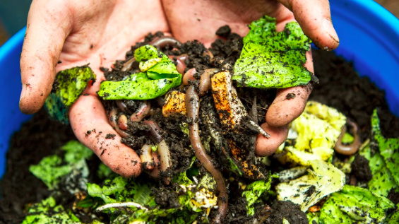 Don't Waste, Your Food Waste!