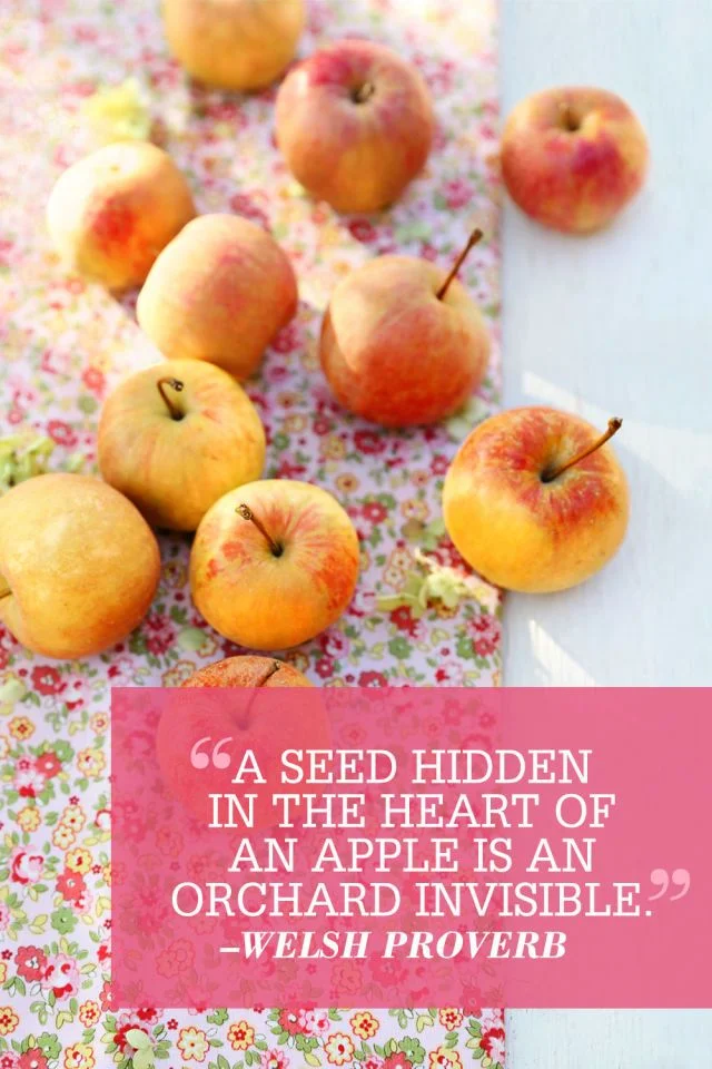 Organic Orchard Fall/Winter Care