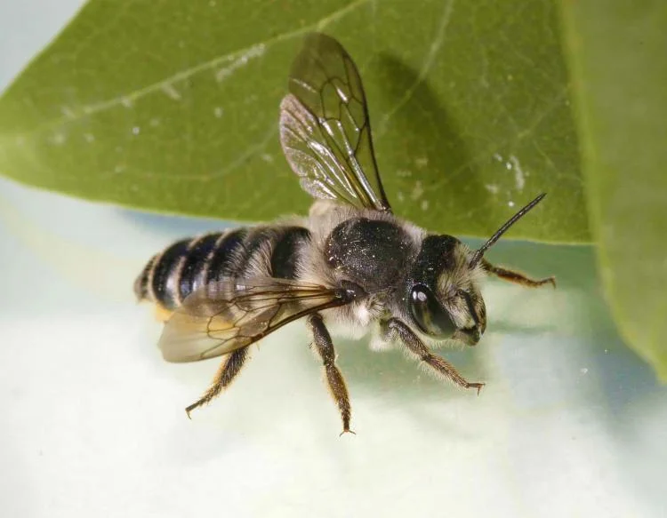 The Beauty &amp; Benefits of Bees