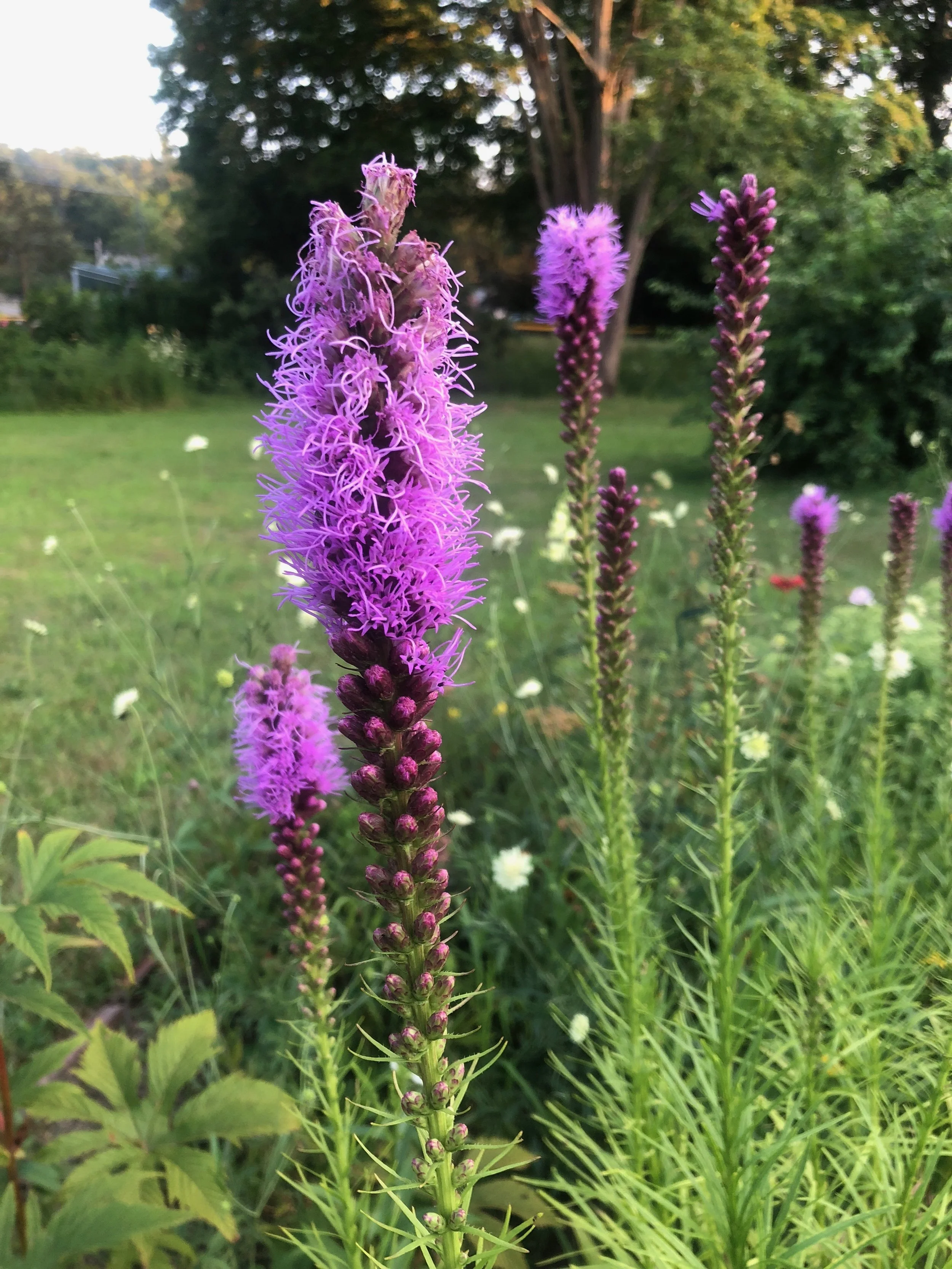 On the Topic of Native