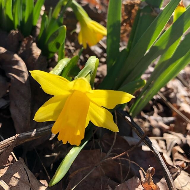 Last week Wednesday we kicked off a fun miniseries at Goshen Library learning about Composting methods that are practical for different folks and sites.Today spring flowers creep up from the ground and burst open on trees. There are so many  beautifu