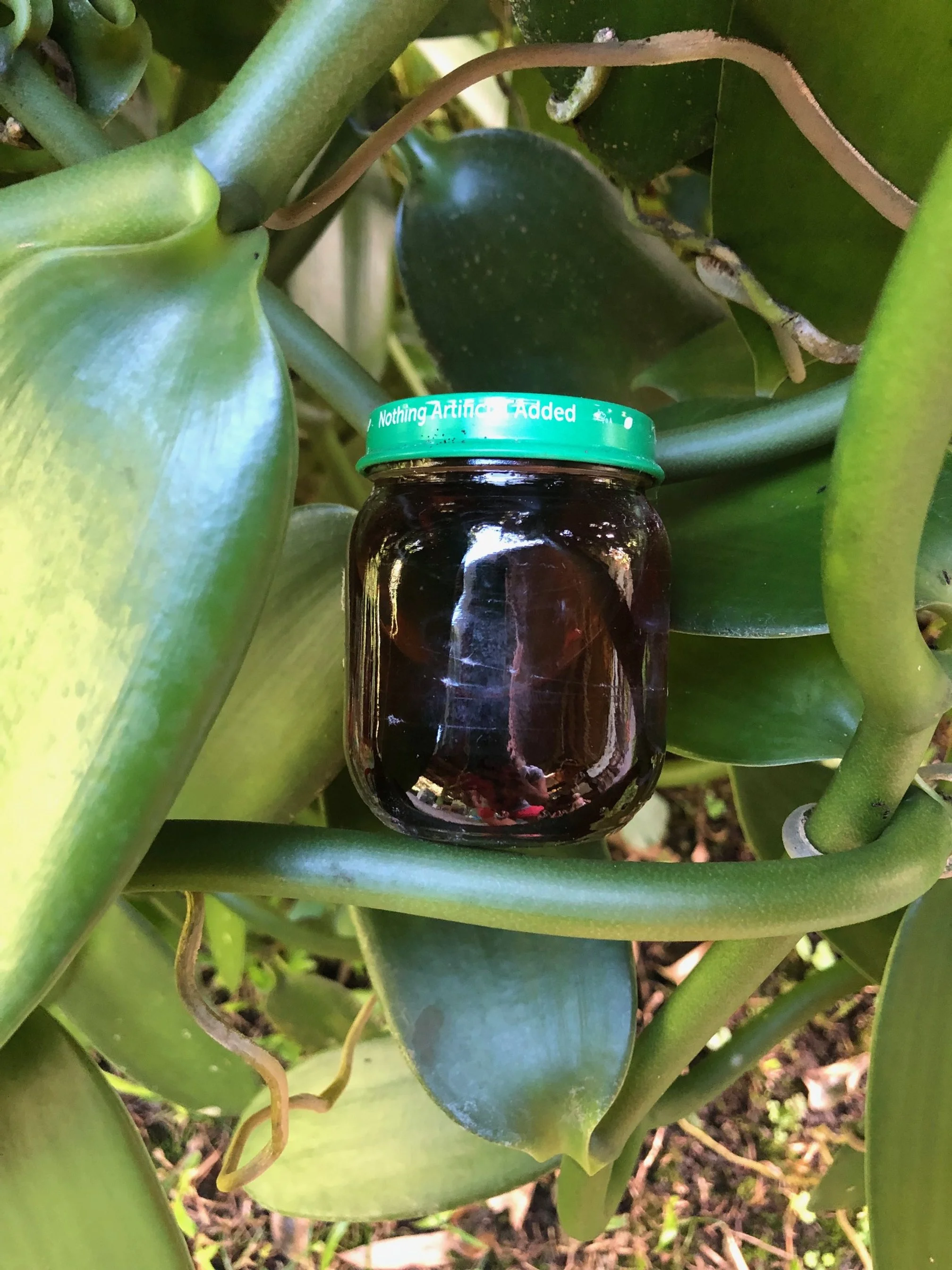 Vanilla Bean Extract