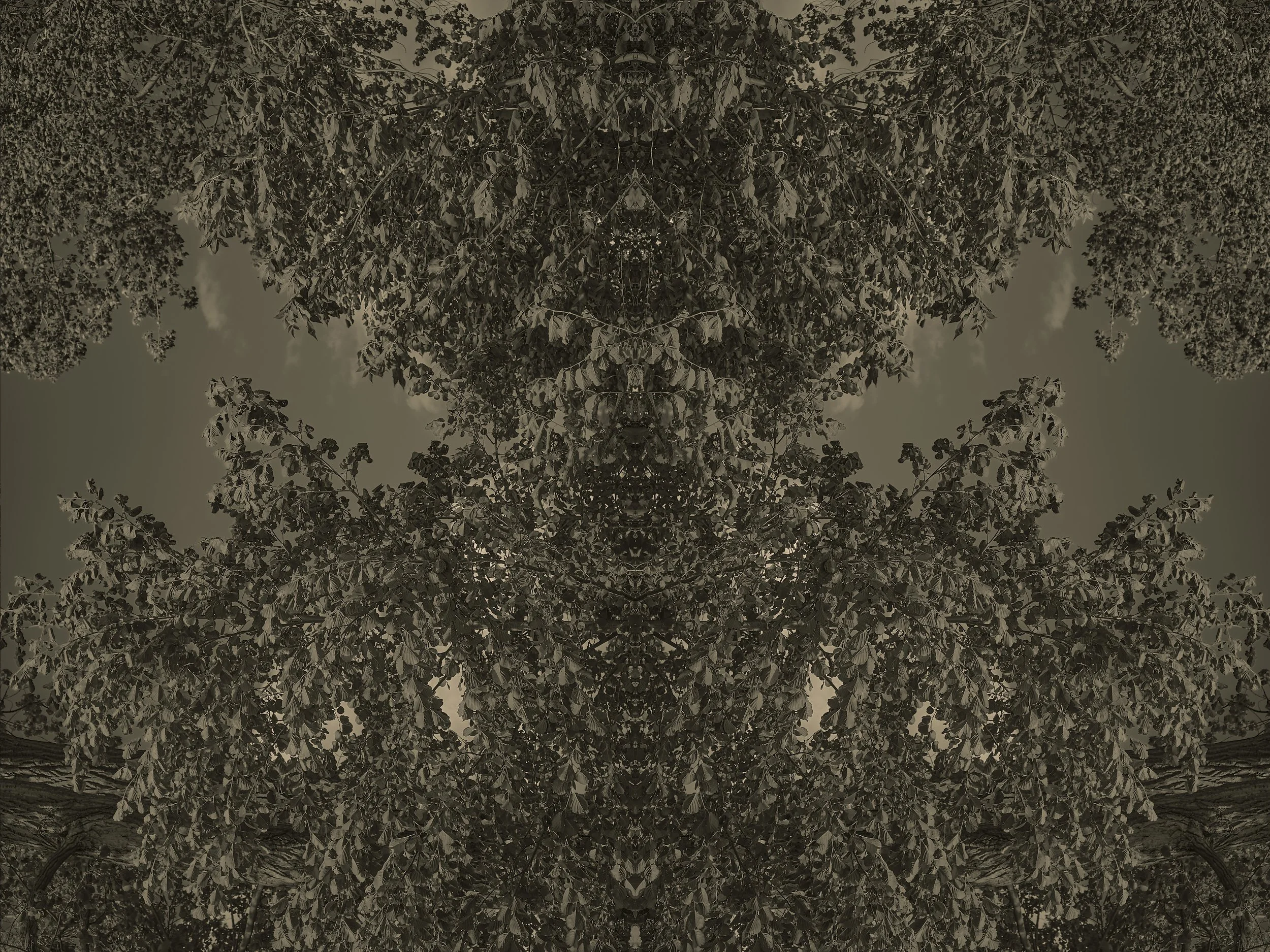 nymphs1.jpg
