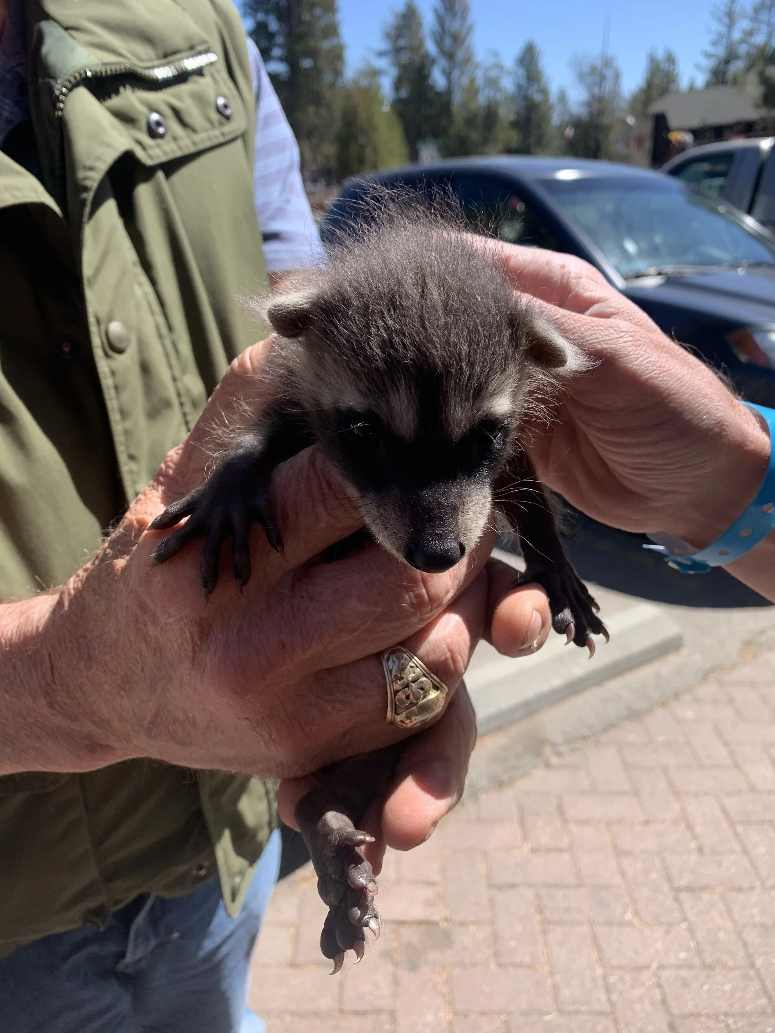 A man in the street had a baby raccoon! 