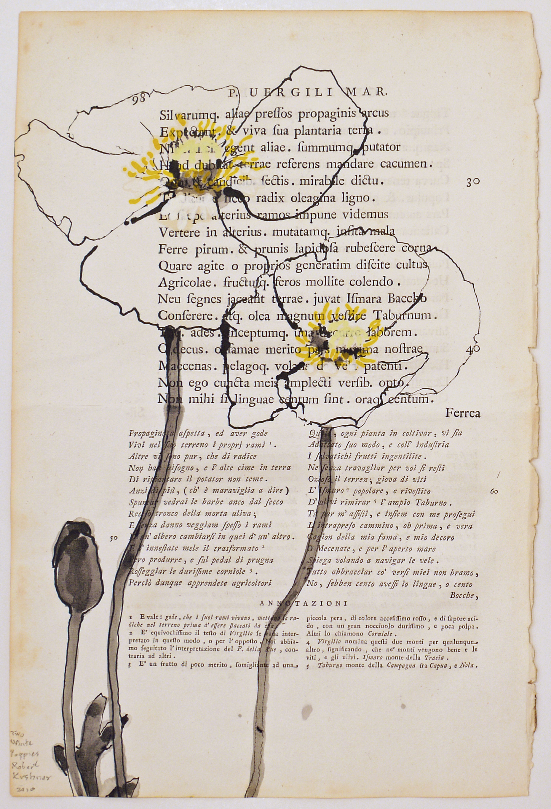 Two White Poppies, 2010