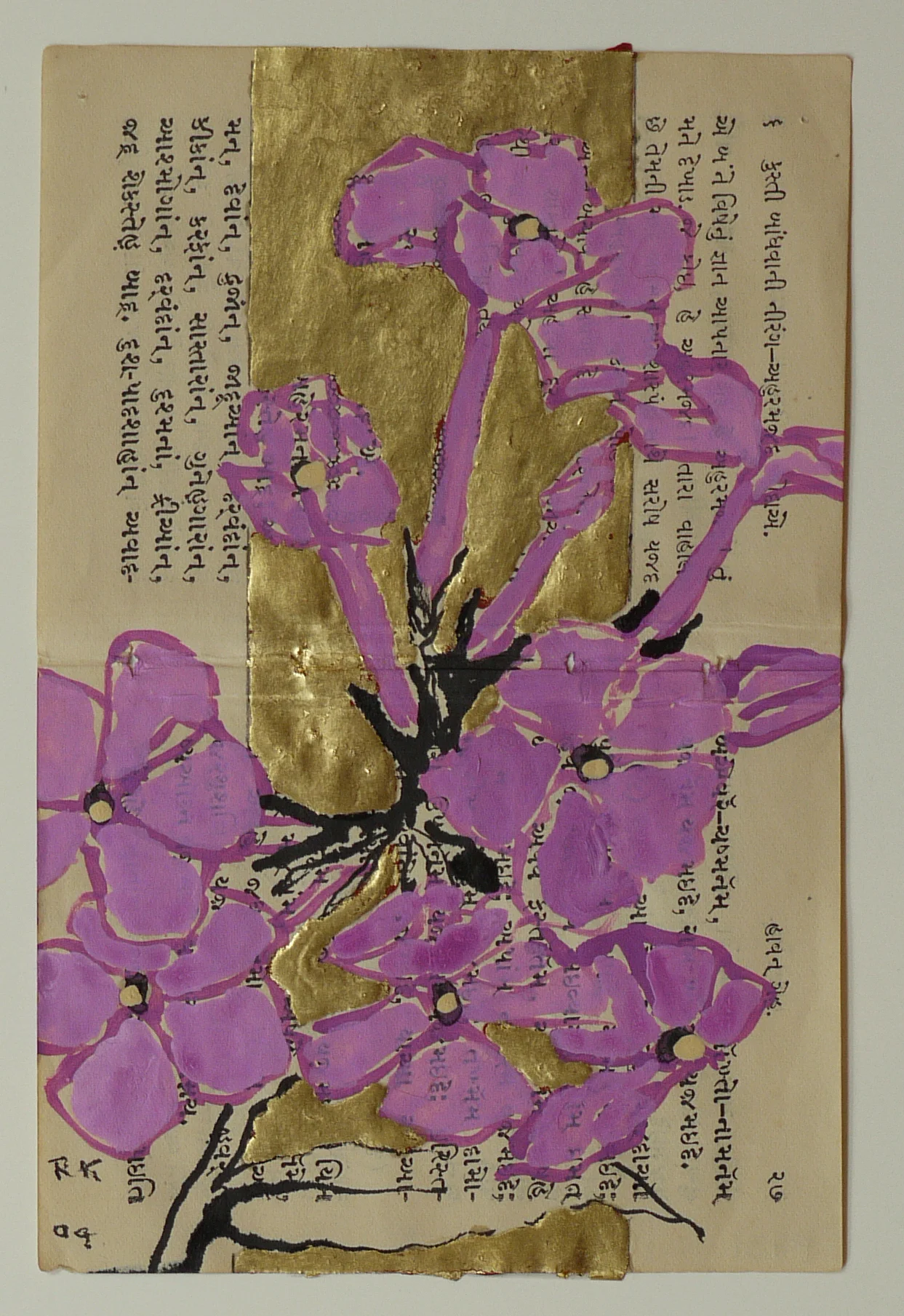 Phlox, 2009