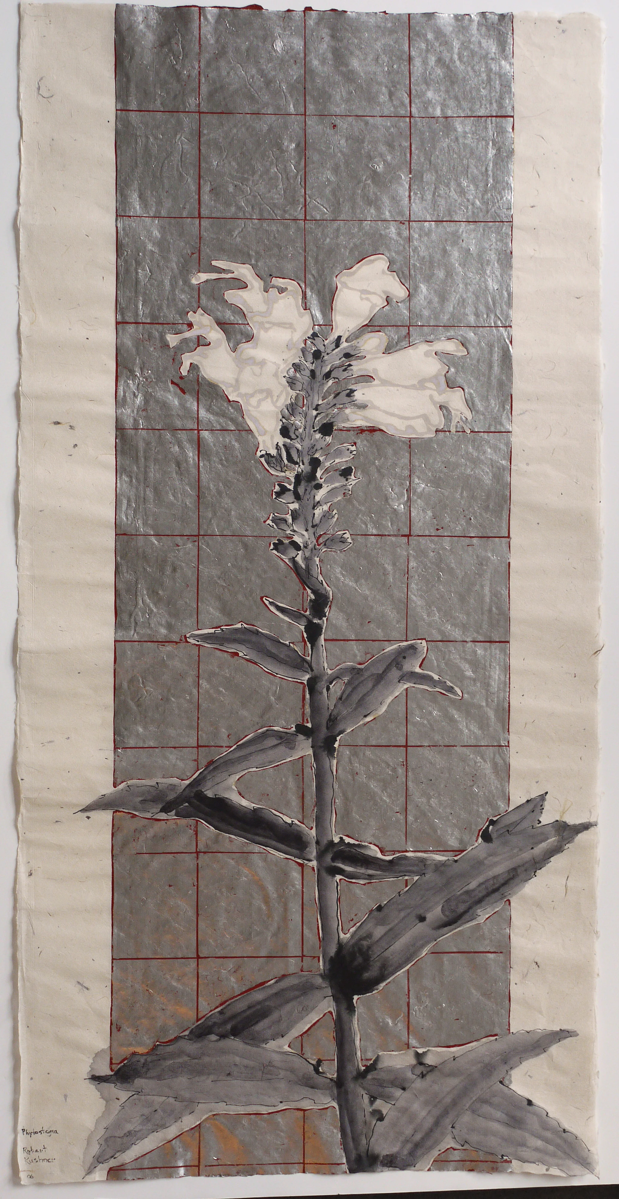Phytostegia, 2006