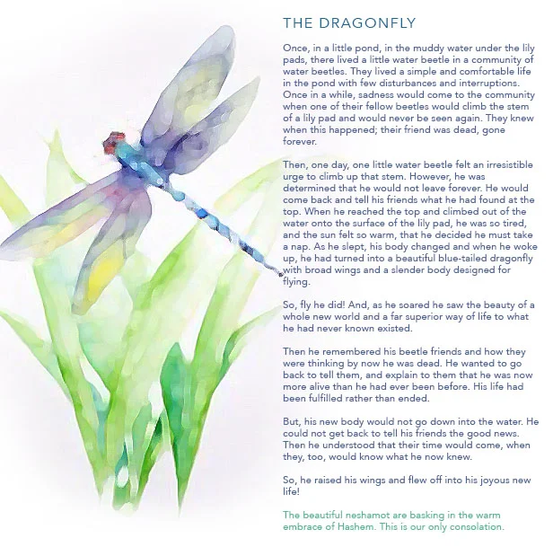 dragonfly.jpg