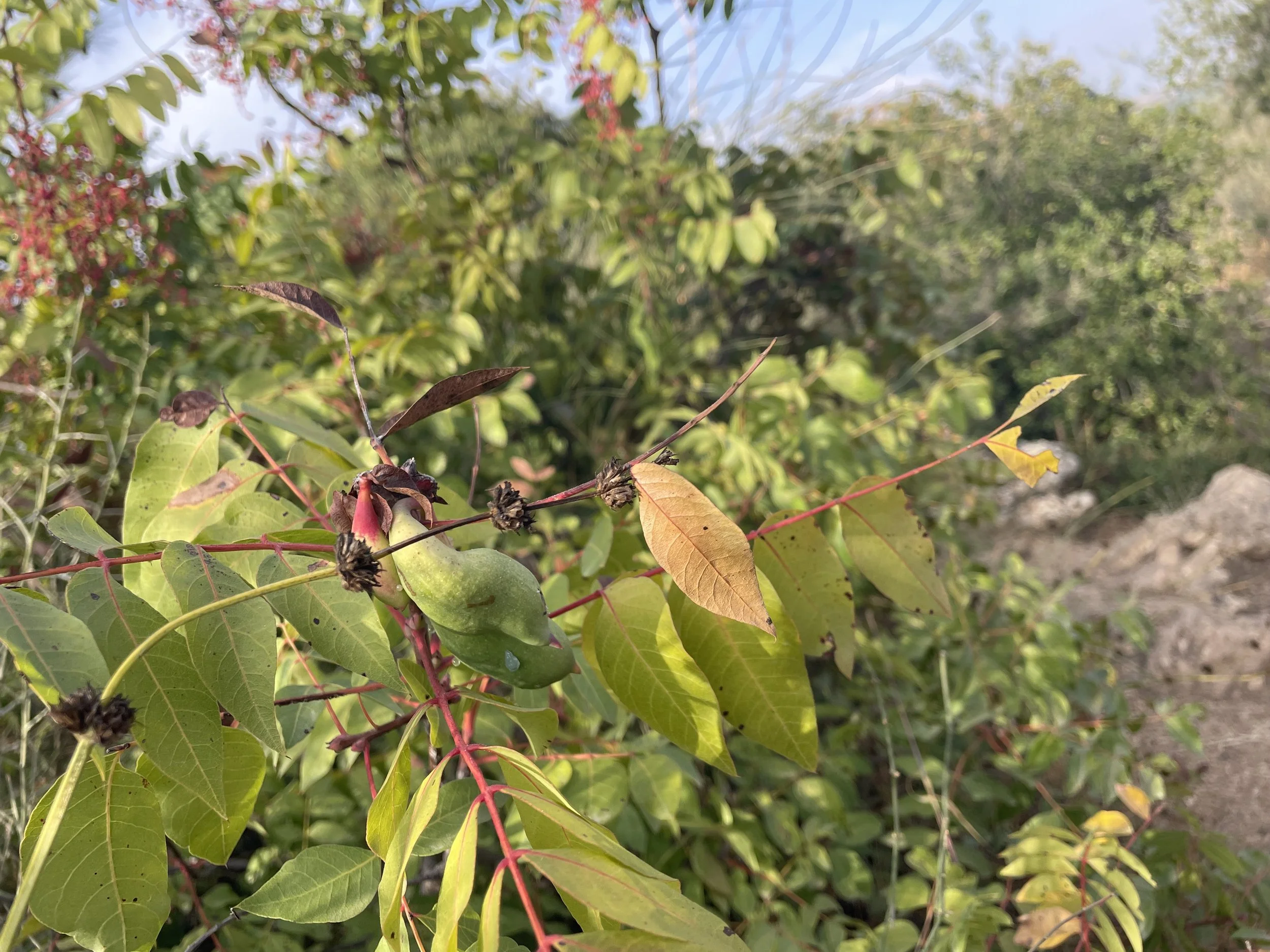 IMG_7401.jpeg