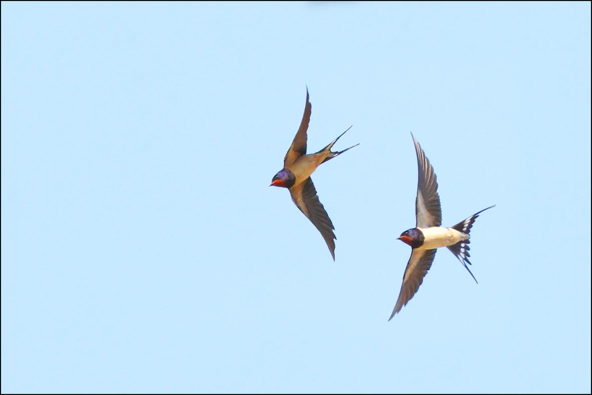 Swallows and plot holes