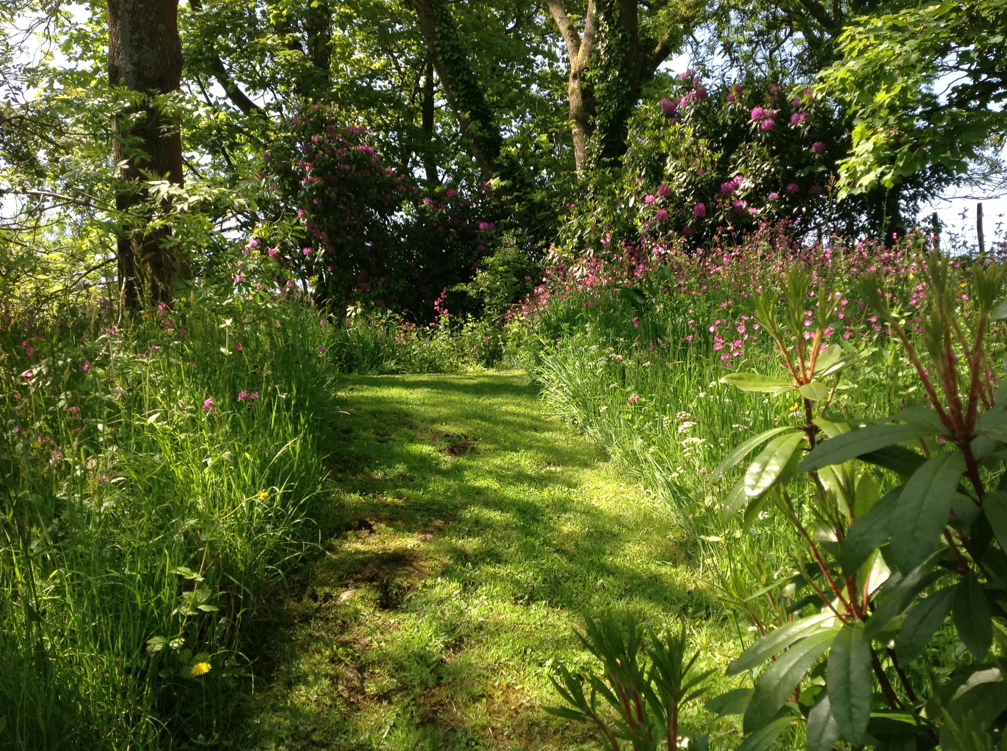 Poisoned by a pignut?