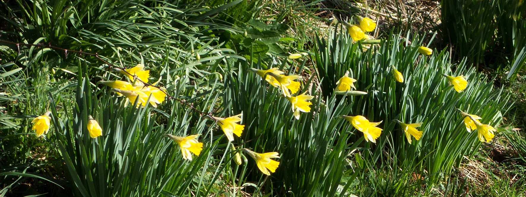 St Monty – or how I fail at gardening